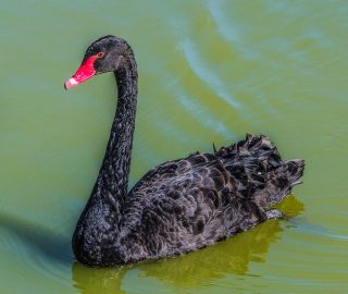 Trump; Black Swan; Wispelturigheid